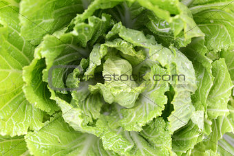 Cabbage Closeup 