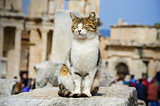 The cat is sitting on the ruins