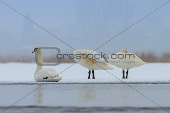 Whooper Swan (Cygnus cygnus) in winter