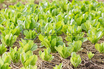 Green lettuce plant