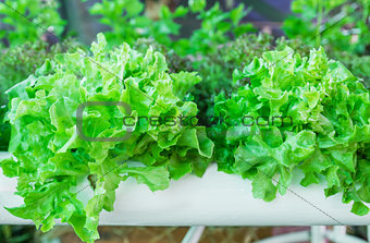 Lettuce in the greenhouse