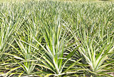 Pineapple plantation 