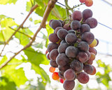 Red Grapes on the vine
