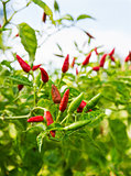 Red hot chili pepper tree