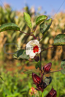 Roselle or Hibiscus sabdariffa