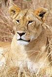 Masai  Mara Lion