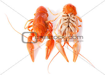 river crayfish