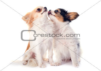 papillon puppy and chihuahua
