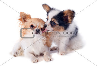 papillon puppy and chihuahua