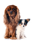 papillon puppy and cavalier king charles