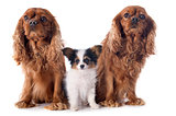 papillon puppy and cavalier king charles