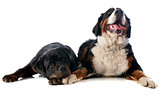 bernese moutain dog and rottweiler