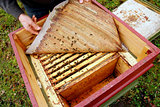 A Beekeeper opens a hive.