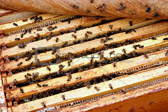 Springtime. Bees in the Hive. Private farm