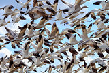 Lift Off Hunderds of Snow Geese