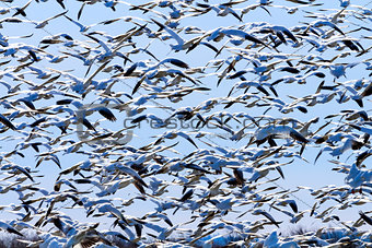 Lift Off Hunderds of Snow Geese Taking Off Flying