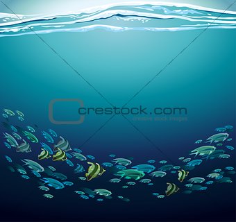 School of fish 