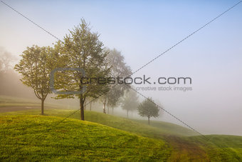 In the morning mist on a golf course