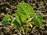 kidney beans seedlings