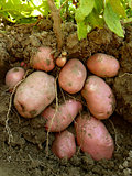 potato plant with tubers