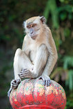 Macaque Monkey Sitting on Top