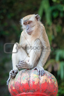 Macaque Monkey Sitting on Top