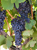 Grapes Clustered Together on Vintners Vine Farm Field