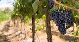 Grapes on the Vine Long Horizontal Row of Sweet Ripe Fruit