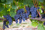Grapes on the Vine Long Horizontal Row of Sweet Ripe Fruit