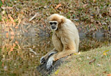 White-handed Gibbon (Hylobates lar)