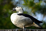 male Comb Duck (Sarkidiornis melanotos)