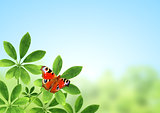 Green leaves and butterfly