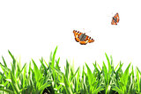 Summer frame with green grass and butterflies