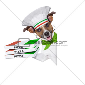pizza delivery dog