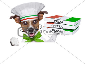 pizza delivery dog