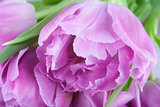 tulip flower closeup
