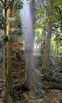Ray of light in the jungle 