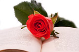 Red rose and an open book