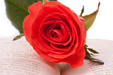 Red rose and an open book