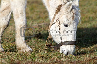 closeup of grazing horse