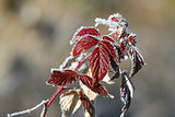 raspberry leaves covered with rime
