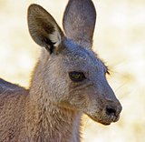 Great Grey Kangaroo, Australia