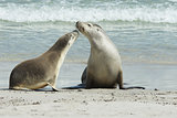Seals, Kangaroo Island, Australia