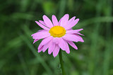 pink pyrethrum - summer flower