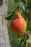 ruddy  pear