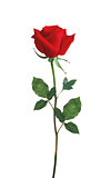 Red Rose isolated over white