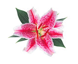 pink flower lily isolated on white background