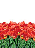 Field of Red Tulips over White