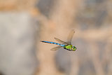 Emperor dragonfly  (Anax imperator)