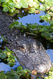 Alligator (Alligator Mississippiensis) 